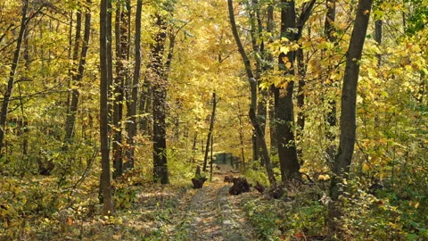 Enchanted Woods: Sunlit Tracks through a Radiant Autumn Canopy Stock Footage 258640188