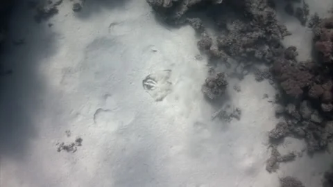 Enchanting array of sea stingray with captivating colors beneath Red Sea. Stock Footage 235894479