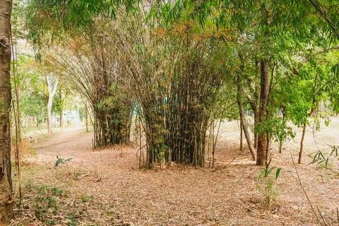 Enchanting Bamboo Trees in the Forest: Nature's Towering Beauty Stock Photos