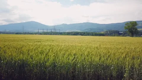 Enchanting Castle Surrounded by Dense Forest | Aerial View Stock Footage 327783633