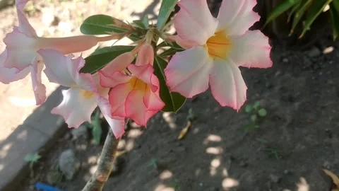 The Enchanting Desert Rose Stock Footage 338155743