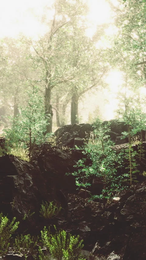 Enchanting forest path illuminated by soft morning light and vibrant greenery Vídeos de archivo 324500106