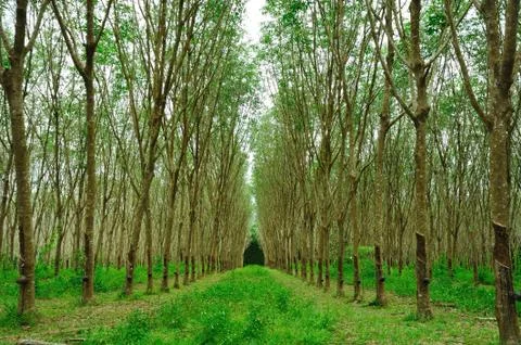 Enchanting Forest Path Stock Photos