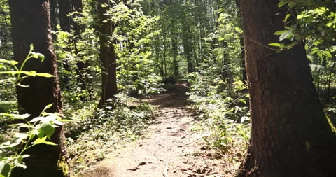 Enchanting Forest Path: Walking Amidst Nature's Beauty" Stock Footage 243413566