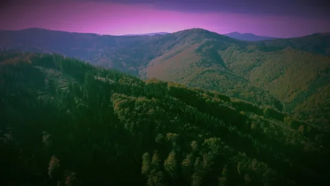 Enchanting Forest Under a Purple Sky Stock Footage