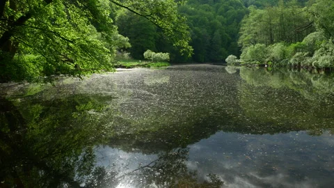 Enchanting Forest Valley River with Pollen and Reflections on a Spring Day Stock Footage 242274099