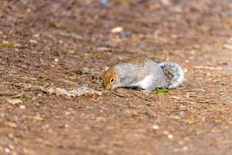 Enchanting grey squirrel (Sciurus carolinensis) captured amid the vibrant flo Stock Photos