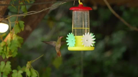 Enchanting Image of a Hummingbird Drinking Water: Natural Beauty in Action Stock Footage 266157953