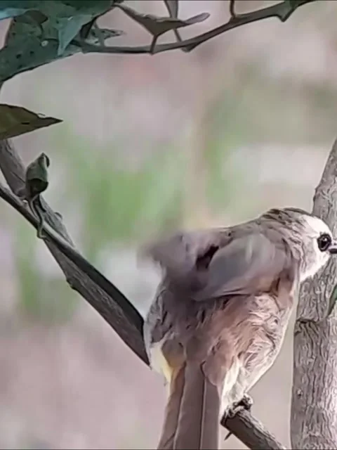 Enchanting Java Trucuk Bird Singing Gracefully on Lush, Cool Tree Branches Stock Footage 282846997