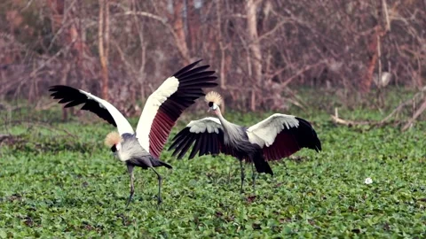 Enchanting Mating Dance of African Grey Crowned Cranes at Lake Nakuru Kenya Stock Footage 340485941