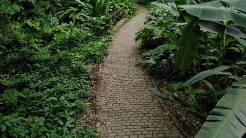 Enchanting Pathway - Rainforest Video stock 113740998