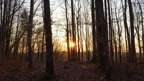 Enchanting Slow Motion Forest View with Glowing Sun Rays and Sunstars Creatin Stock Footage 309030287