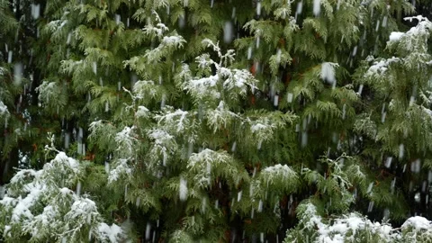 Enchanting Snowfall Over Thuja Rows Stock Footage 259576007