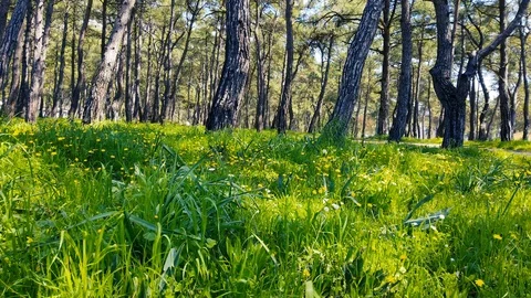 Enchanting Spring - Pine Forests 02 Stock Footage 105222836