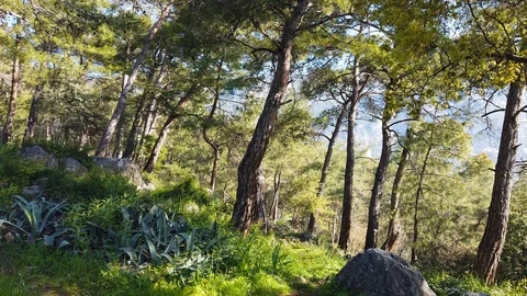 Enchanting Spring - Pine Forests Stock Footage 105222515