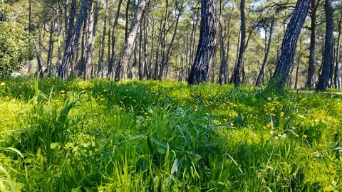 Enchanting Spring - Pine Forests Stock Footage 105223122