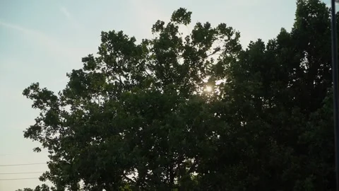 The enchanting sunlight filtering through trees creates a serene and vibrant Stock Footage 291026749