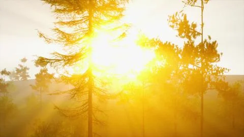 Enchanting sunset rays shining through coniferous tree Stock Illustration