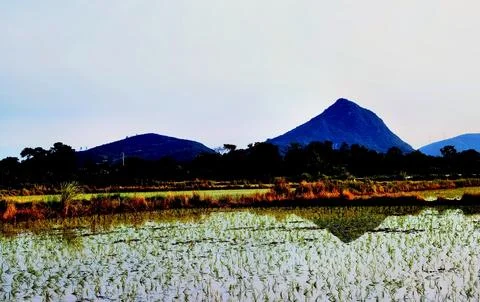 Enchanting Terraced Fields Stock Photos