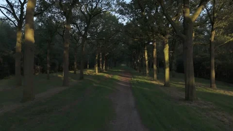 Enchanting Twilight Flight Through a Forest Path Stock-Footage 281257559