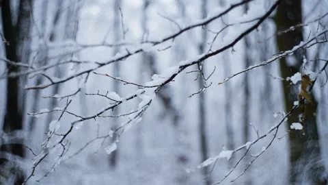 Enchanting Winter Forest: Pristine Snow, Frosty Trees, and Tranquil Scenery Stock Footage 296405249