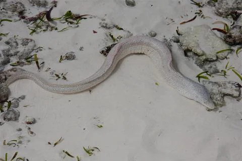 Enchelycore pardalis, Leopard moray eel or Dragon moray, beach, Seychelles Stock Photos