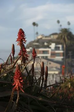 Encinitas California Stock Photos