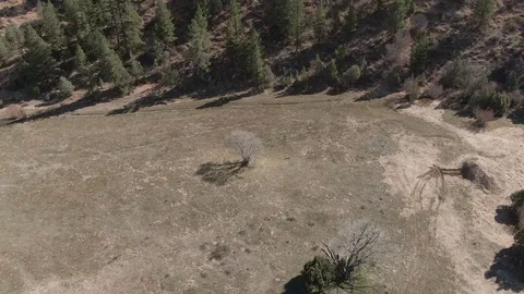 Encircling tree, Colorado Stock Footage 113756136