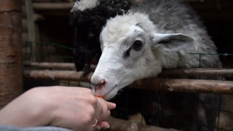 In the enclosure sit two sheep (white/black) Stock Footage 104702132