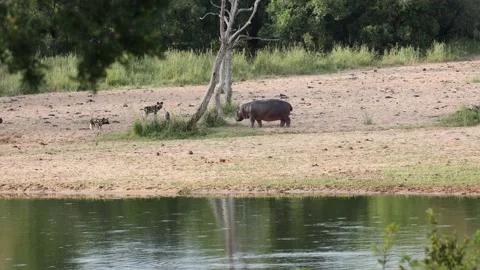 An encounter between two African wild dogs and a hippo. Video stock 218236687