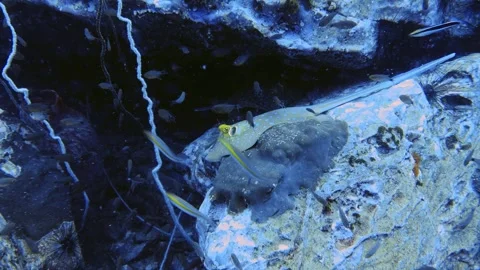 Encounter with a blue-spotted ray while diving in the sea Stock Footage 258654601