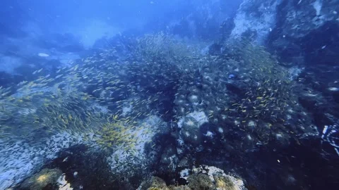 Encounter with breathtaking school of yellow fish while scuba diving Stock Footage 258654139