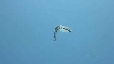 Encounter with a curious squid in the depths of the red sea Stock Footage 320385411