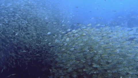 Encounter with school of yellow fish Stock Footage 258653982