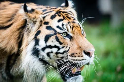 Encounter with Sumatran tiger Stock Photos