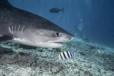 Encounter with a Tiger Shark 스톡 사진