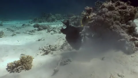 Encounter with a titan triggerfish in the depths of the Red Sea Video stock 312006086