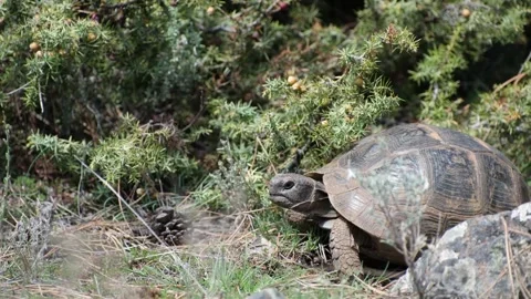 Encounter with a Turtle in the Forest Stock Footage 240246599