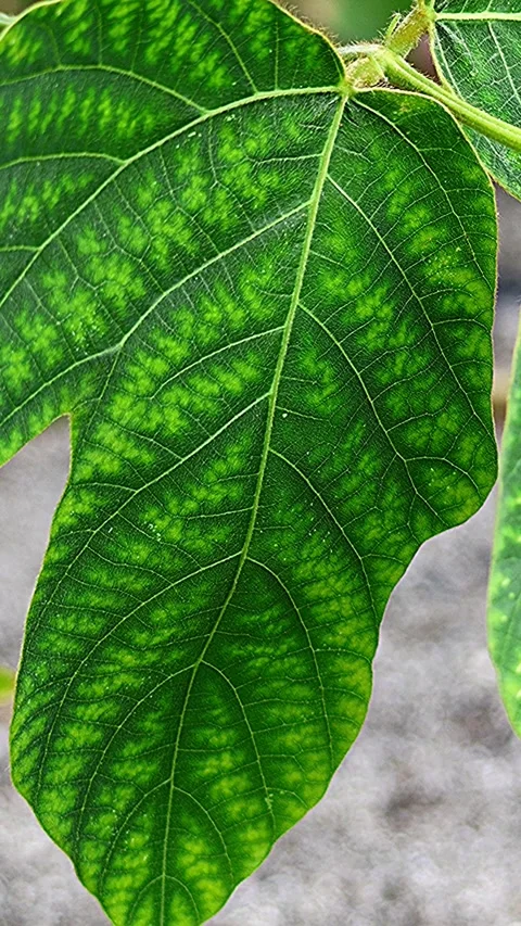 Encountered Kudzu Leaf with an Artistically Beautiful Pattern, Vertical Stock Footage 342154705