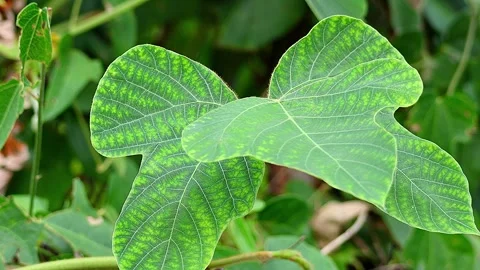 Encountered Kudzu Leaf with an Artistically Beautiful Pattern, MG, 4K Stock Footage 343155687