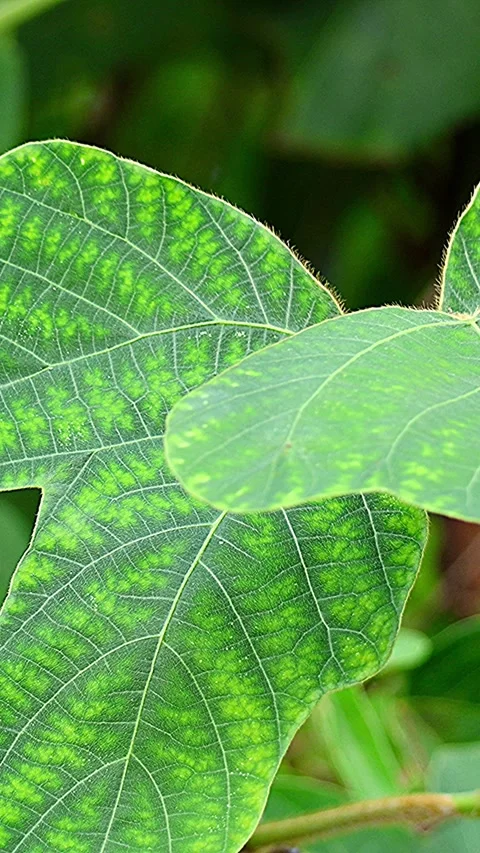 Encountered Kudzu Leaf with an Artistically Beautiful Pattern, MG, Vertical 库存影片 343155692