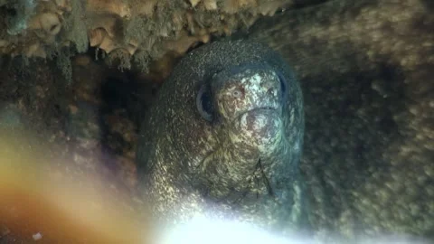 Encountering a moray eel in the depths of the philippines Video stock 337495794