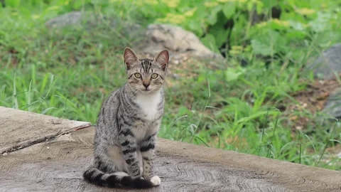 Encountering a stray cat on the roadside. Stock Footage 311327988