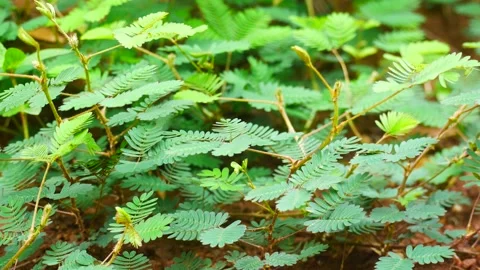 The Encyclopedia of Plants in Thailand Stock Footage 161775283