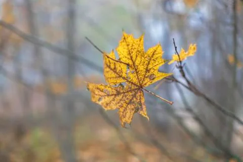 The end of autumn Stock Photos