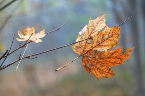 The end of autumn Foto stock
