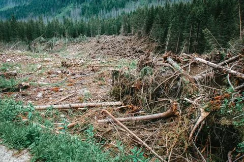 End of avalanche path in Tatra Stock Photos