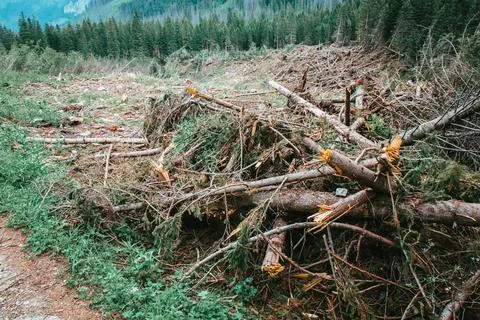 End of avalanche path in Tatra Stock Photos