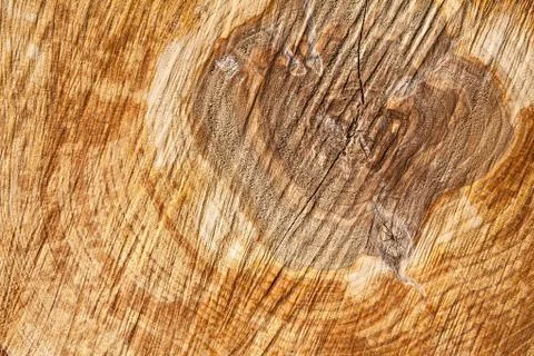 The end of birch logs (close-up) 스톡 사진