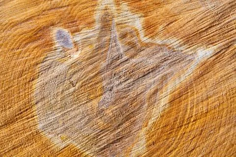 The end of birch logs (close-up) 스톡 사진